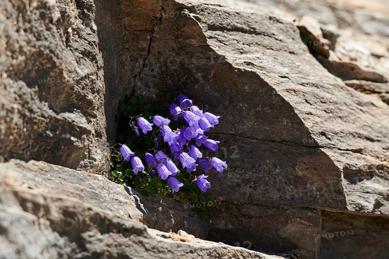 Earleaf bellflower (Campanula cochleariifolia) blooming in the mountains at Hochalpenstrasse, Pinzgau, Salzburg, Austria, Europe