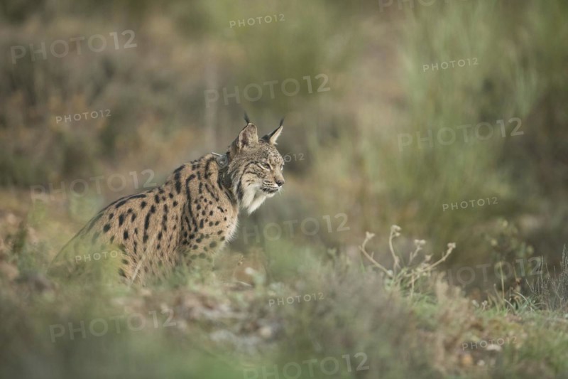 Pardell Lynx female, Iberian Lynx (Lynx pardinus), Extremadura, Castilla La Mancha, Spain, Europe