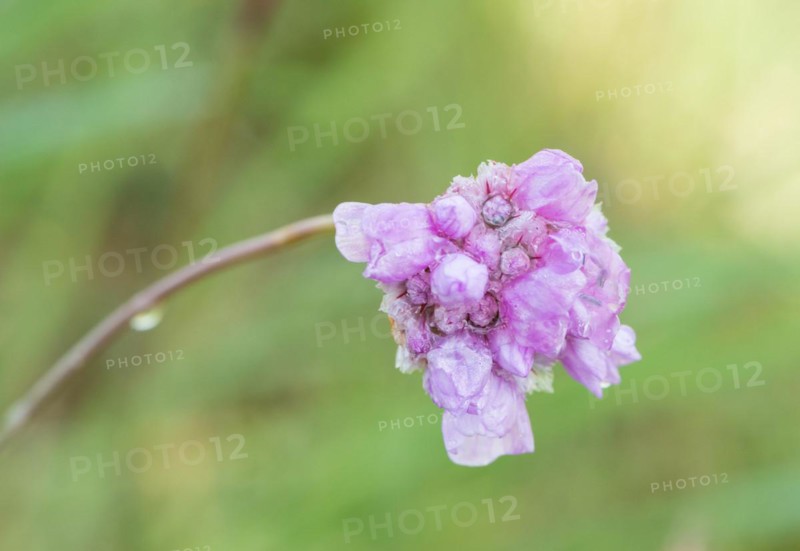 Sea thrift (Armeria maritima), also common Lady's Cushion, Flower of the Year 2024, focus on a delicate purple (violet, pink) flower, only half bloomed flower head, close-up with dew drops, raindrops, water droplets on the petals, in front of a blurred background, endangered species, endangered species, species protection, nature conservation, close-up, macro shot, Lower Saxony, Germany, Europe