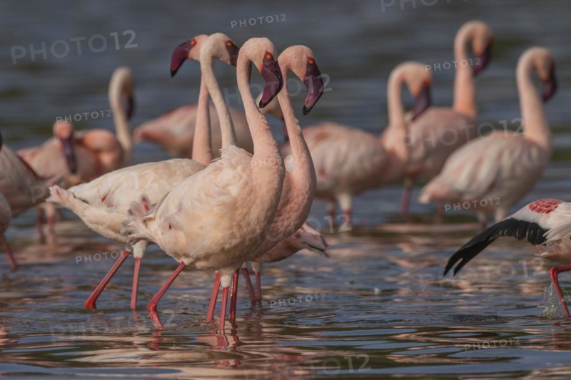 Lesser Flamingos (Phoeniconaias minor), Lake Ndutu, Ndutu Conservation Area, Tanzania, Africa