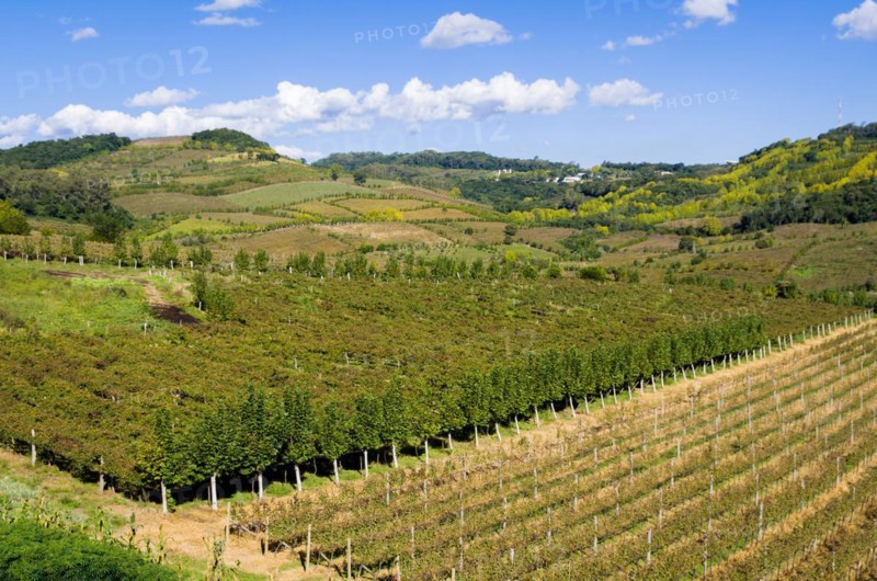 Vineyard of grapes in the Vale dos Vinhedos in Bento Goncalves, a gaucho wine