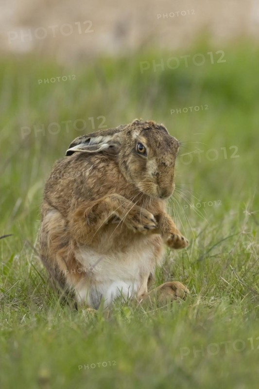 European brown hare (Lepus europaeus) adult animal stretching its front legs in a grass field, England, United Kingdom, Europe