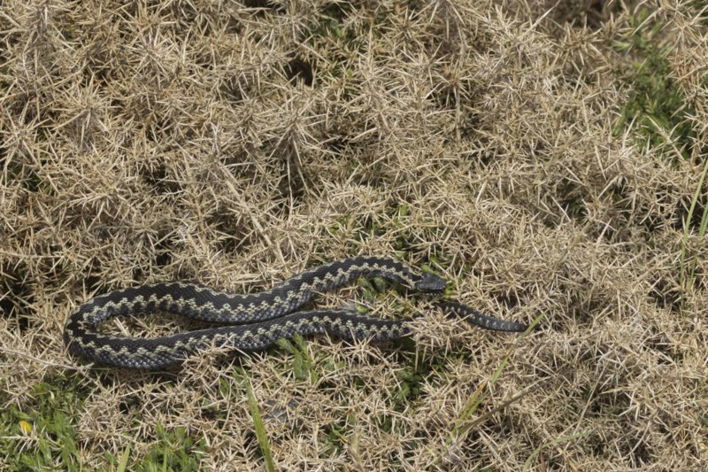 European adder (Vipera berus) adult snake basking on a gorse bush, England, United Kingdom, Europe