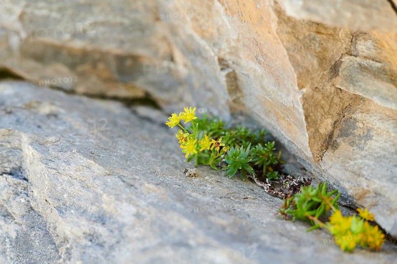 Yellow mountain saxifrage (Saxifraga aizoides) blooming in the mountains at Hochalpenstrasse, Pinzgau, Salzburg, Austria, Europe