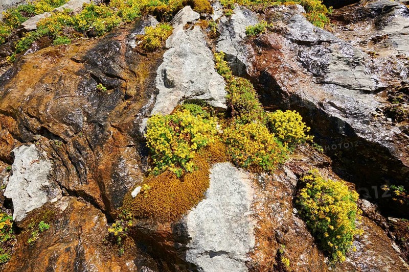 Yellow mountain saxifrage (Saxifraga aizoides) blooming in the mountains at Hochalpenstrasse, Pinzgau, Salzburg, Austria, Europe