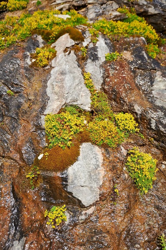 Yellow mountain saxifrage (Saxifraga aizoides) blooming in the mountains at Hochalpenstrasse, Pinzgau, Salzburg, Austria, Europe