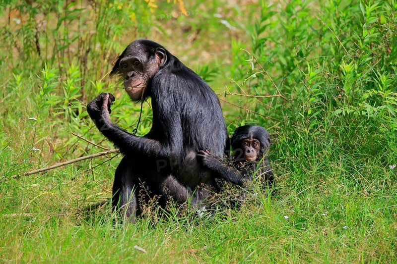 Bonobo, bonobo (Pan Paniscus), female, adult, young animal, feeding, Great ape, Primate, chimpanzee, captive