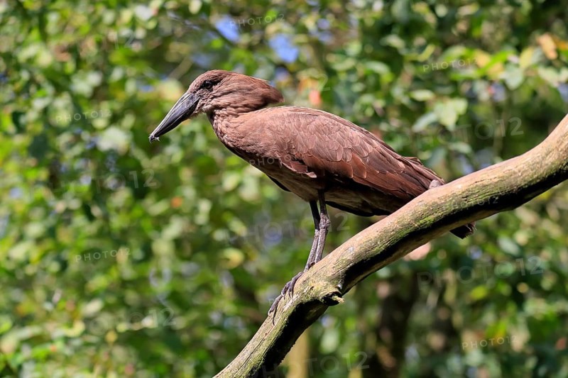 Hamerkop, Shadebird, (Scopus umbretta), adult, on tree, captive