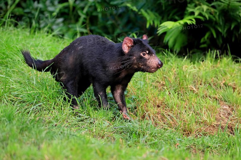 Tasmanian devil (Sarcophilus harrisii), adult, vigilant, running, captive, Tasmania, Australia, Oceania