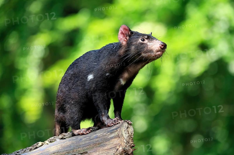 Tasmanian devil (Sarcophilus harrisii), adult, vigilant, on tree trunk, captive, Tasmania, Australia, Oceania
