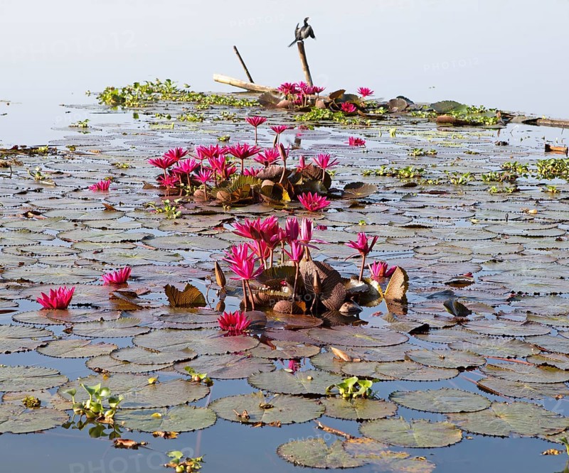 Nymphaea pubescens or hairy water lily or pink water lily, Backwaters, Kerala, India, Asia