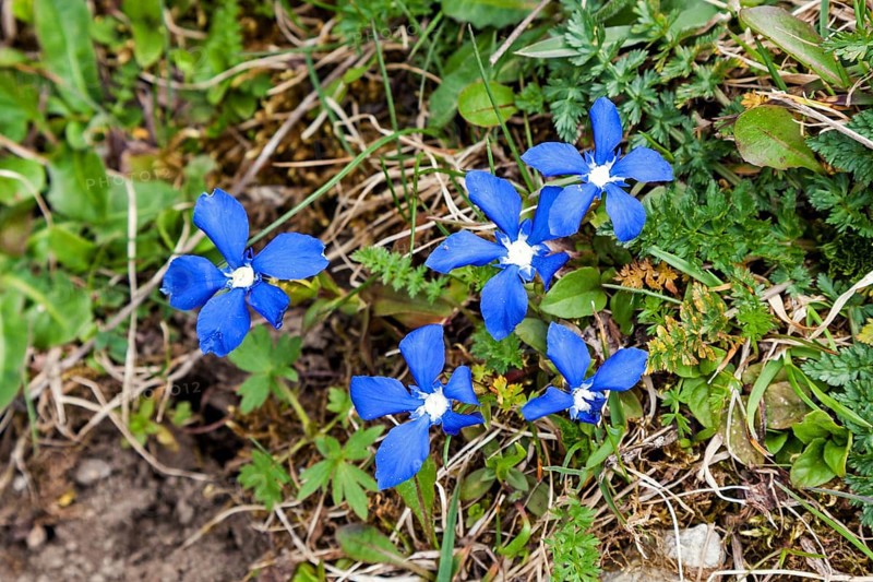 Spring Gentian Gentiana verna), Kleinwalsertal, Vorarlberg, Austria, Europe