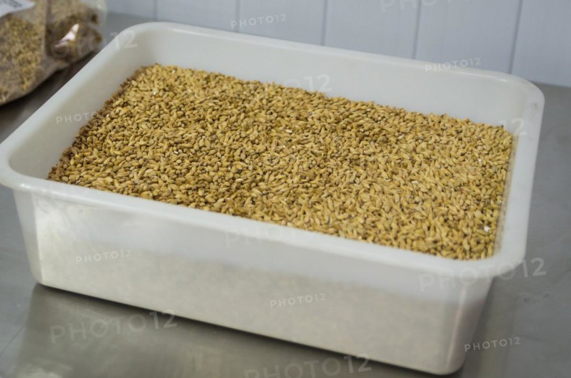 Barley malt for beer, pale ale, pilsen