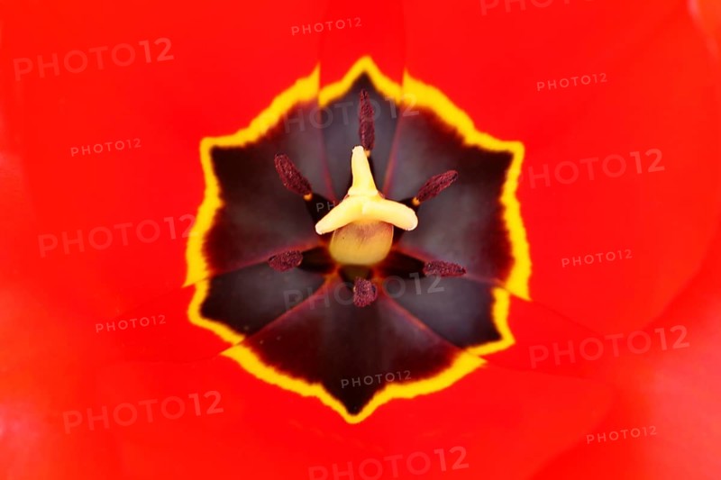Pistil and stamens in a tulip calyx (Tulipa), tulip flower, red, black and yellow markings, Wilnsdorf, North Rhine-Westphalia, Germany, Europe