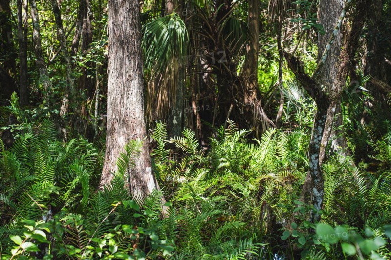 Kirby Storter Roadside Park, Tamiami Trail East, Ochopee, Everglades, Florida, USA, North America