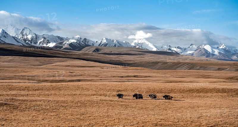 Glaciated and snow-covered mountains, yaks in autumnal mountain landscape with yellow grass, Tian Shan, Sky Mountains, Sary Jaz Valley, Kyrgyzstan, Asia