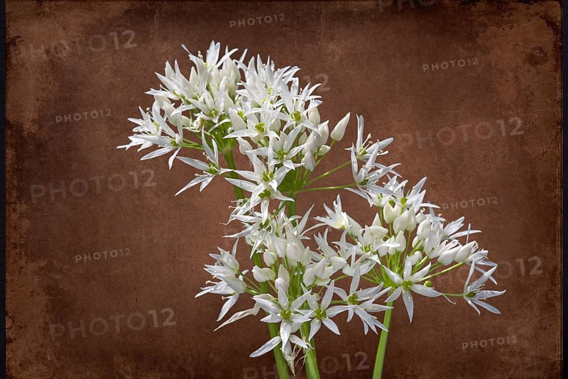 Wild garlic flowers (Allium ursinum) on a coloured background, Bavaria, Germany, Europe