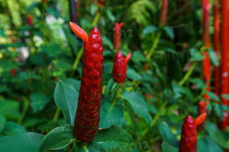 Image of Costus woodsonii, Red Button Ginger. Thailand
