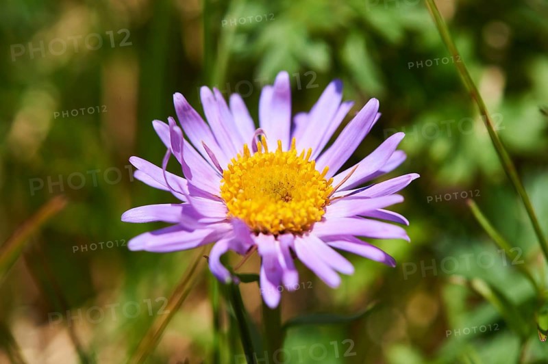 Alpine aster (Aster alpinus) blooming in the mountains at Hochalpenstrasse, Pinzgau, Salzburg, Austria, Europe