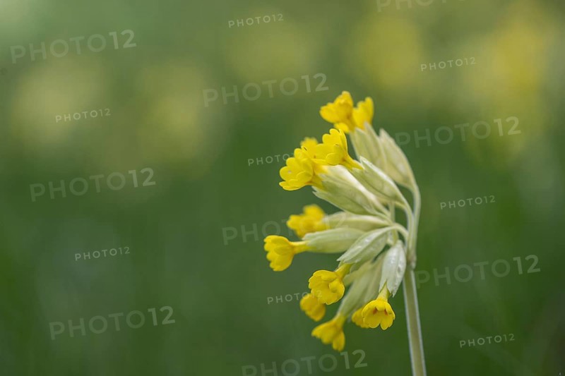 Common cowslip (Primula veris), Thuringia, Germany, Europe