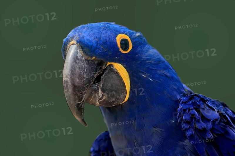 Hyacinth Macaw, (Anodorhynchus hyacinthinus), adult, portrait, captive, South America