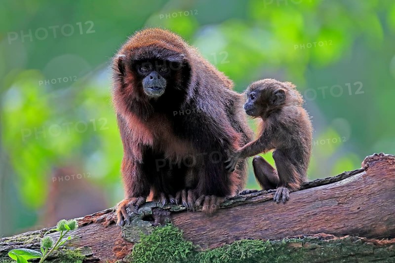 Coppery titi (Plecturocebus cupreus), adult, female, young animal, mother with baby, on tree, alert, captive, South America