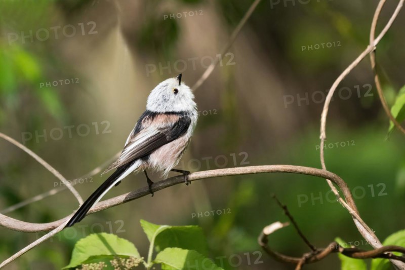 Egg of a Long-tailed tit (Aegithalos caudatus) looking upwards on a twig, Hesse, Germany, Europe