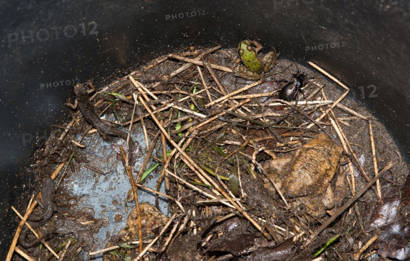 Common toads (Bufo Bufo), green frog (Pelophylax), also water frog, rain beetle (Carabus violaceus), also purple or violet-edged ground beetle, Common newt (Lissotriton vulgaris) (Syn. Triturus vulgaris) and Palmate newt (Lissotriton helveticus) (Syn. Triturus helveticus) in a bucket next to an amphibian fence, amphibians trying to escape from the bucket, caught, trap, protection, rescue, amphibian migration, toad fence, toad migration, species protection, animal welfare, Lower Saxony, Germany, Europe