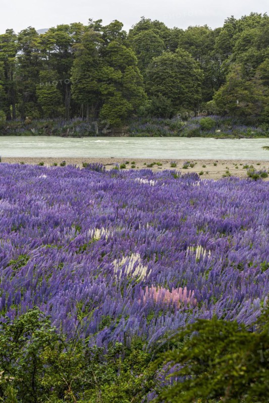 Lupin blossoms (Lupinus polyphyllus), Rio Murta, Carretera Austral, Rio Ibanez, Aysen, Chile, South America