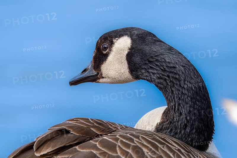 Canada goose (Branta canadensis) on the banks of the Main, Offenbach am Main, Hesse, Germany, Europe