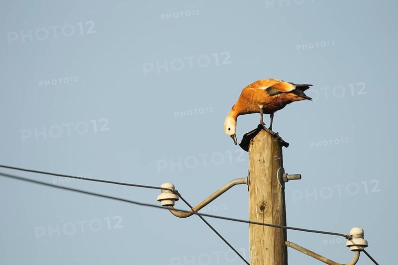 Ruddy shelduck (Tadorna ferruginea) female animal resting on a power pole, Allgaeu, Bavaria, Germany, Europe