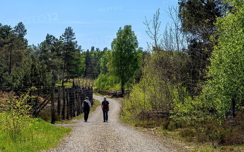 Schoenower Heide nature reserve, Schoenow, Brandenburg, Germany, Europe