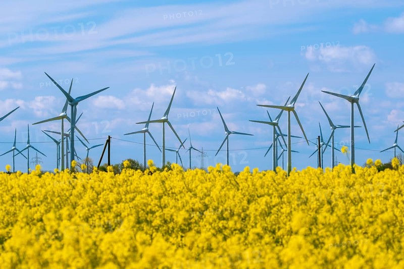 Wind turbines in the Luetetsburg wind farm behind a rape field on the North Sea coast, Hagermarsch, East Frisia, Lower Saxony, Germany, Europe