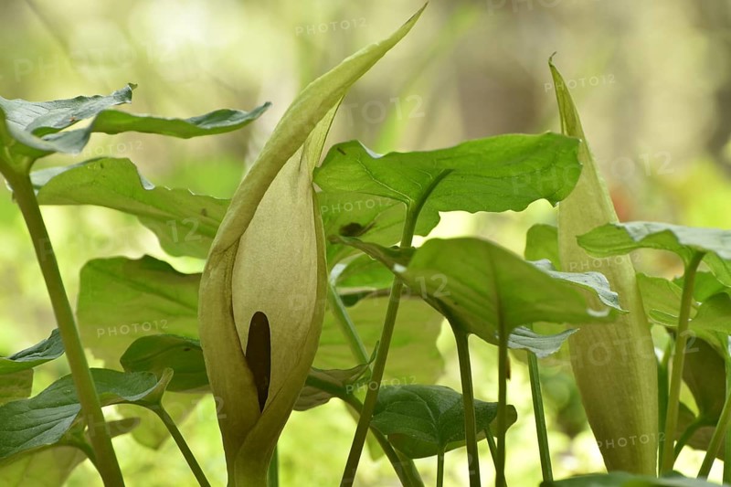 Leaves and flowers of the common arum (Arum maculatum) in the forest of the Hunsrueck-Hochwald National Park, Rhineland-Palatinate, Germany, Europe