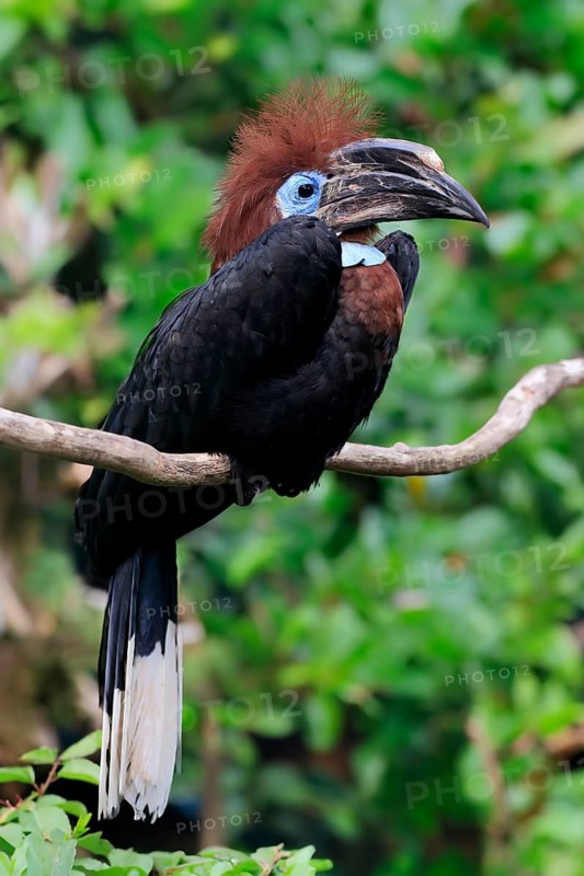 Black-casqued hornbill (Ceratogymna atrata), adult, female, perch, captive, South America
