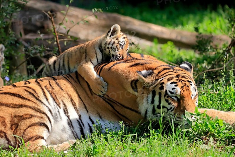 Siberian tiger (Panthera tigris altaica), adult, female, young animal, mother with young, captive