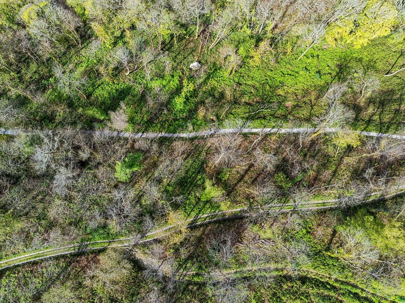 Top Down over Forest from a drone, Long Wood, River Dart, Dartmouth, Kingswear, Devon, England, United Kingdom, Europe