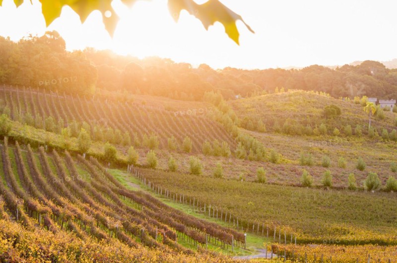 Vineyard of grapes in the Vale dos Vinhedos in Bento Goncalves, a gaucho wine