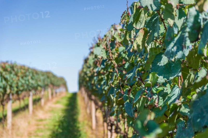 Vineyard of grapes in the Vale dos Vinhedos in Bento Goncalves, a gaucho wine