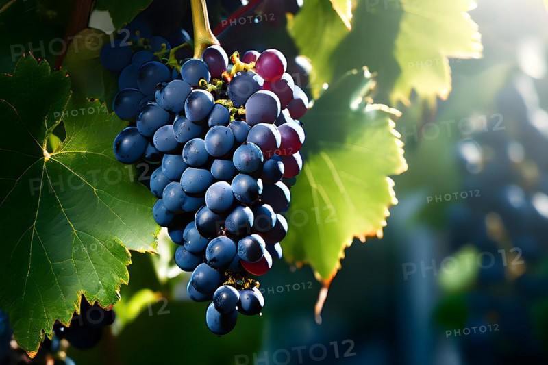 AI generated ripe grapes clinging to a vine sunlight dancing through the leaves accentuating their rich hues