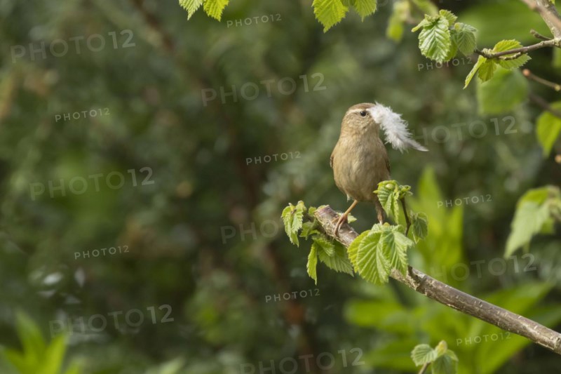 European wren (Troglodytes troglodytes) adult bird with a feather for nesting material in its beak on a Hazel tree branch, England, United Kingdom, Europe