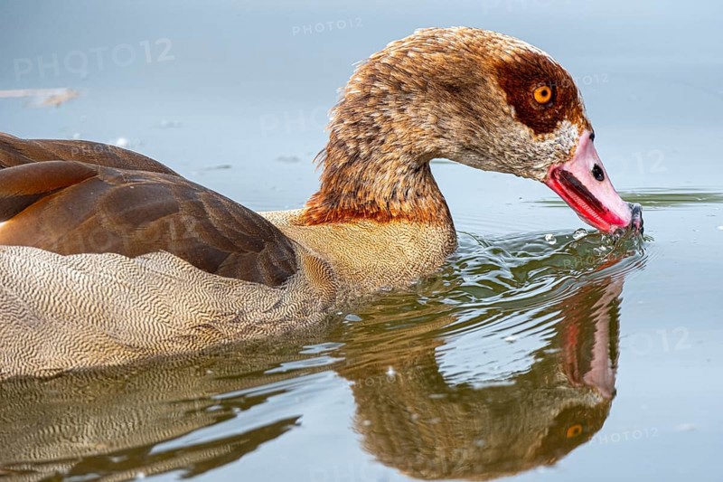 Egyptian geese (Alopochen aegyptiaca) in the River Main, Offenbach am Main, Hesse, Germany, Europe