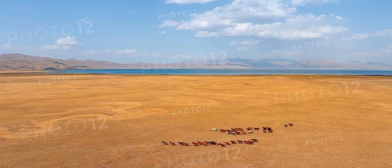 Herd of horses, Aerial view, Vast empty landscape at the mountain lake Song Kul in autumn, Moldo Too Mountains, Naryn region, Kyrgyzstan, Asia