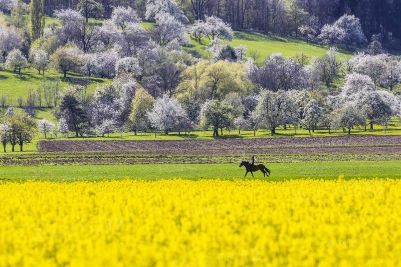 Blossoming fruit trees in the orchards of the Swabian Alb, rider with horse, spring near Bissingen an der Teck, Baden-Wuerttemberg, Germany, Europe