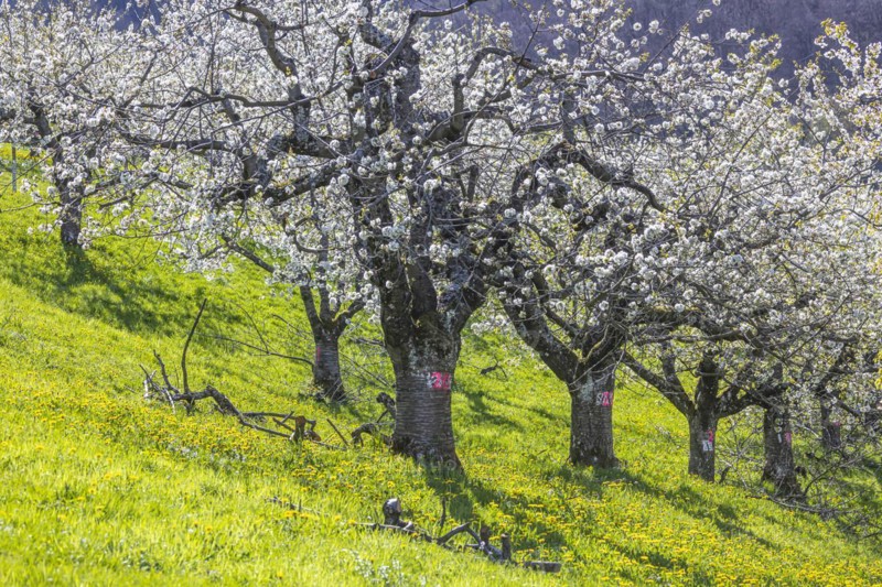 Cherry blossom in Hepsisau on the Albtrauf of the Swabian Alb, Weilheim an der Teck, Baden-Wuerttemberg, Germany, Europe