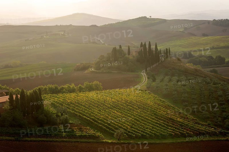 Warm light over a vineyard in Tuscany with a house surrounded by cypress trees, Italy, Tuscany, Podere Belvedere, Val d'Orcia, Pienza, Siena Province, Europe