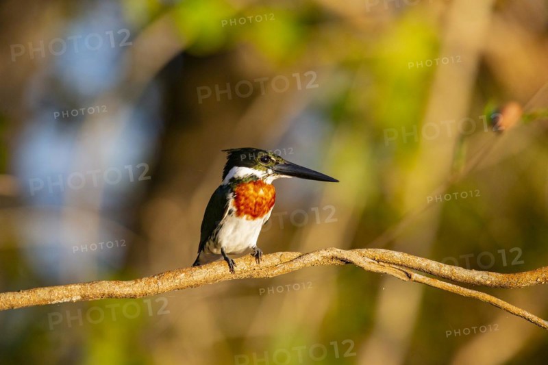 Green Kingfisher (Chloroceryle americana) Pantanal Brazil