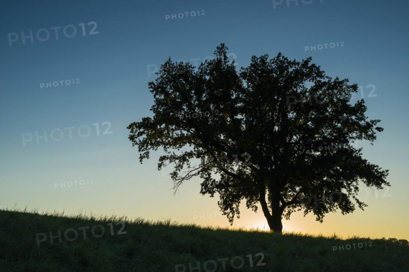 Old English oak (Quercus robur), Swabian Alb, Baden-Wuerttemberg, Germany, Europe