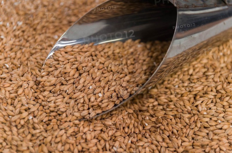 Ladle with of barley malt for beer, pale ale, pilsen