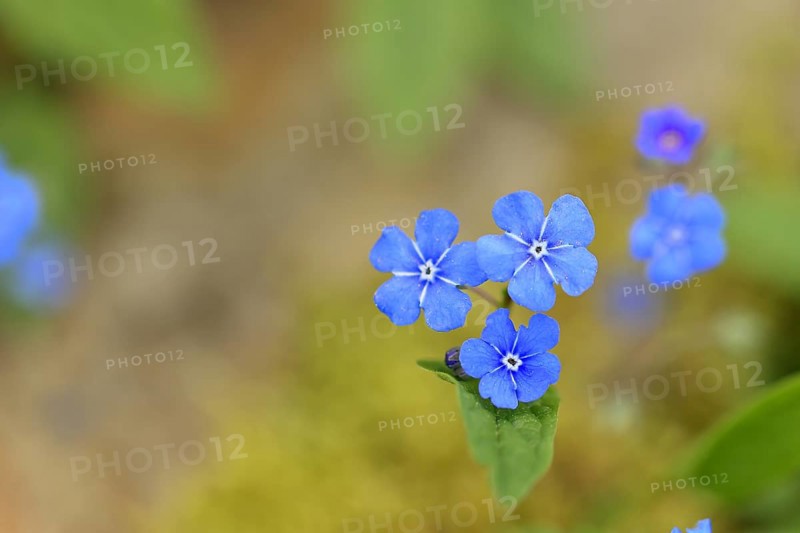 Garden Forget-me-not (Myosotis), blue flowers, ornamental plant, ornamental flower, flower, botany, blossom, spring, spring, Wilnsdorf, North Rhine-Westphalia, Germany, Europe